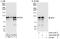 SIX Homeobox 4 antibody, A303-220A, Bethyl Labs, Immunoprecipitation image 