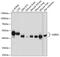 Sulfide Quinone Oxidoreductase antibody, GTX65548, GeneTex, Western Blot image 