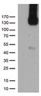 Platelet And Endothelial Cell Adhesion Molecule 1 antibody, TA504964BM, Origene, Western Blot image 