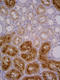Folate Hydrolase 1 antibody, GTX80151, GeneTex, Immunodiffusion image 
