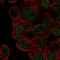 HLF Transcription Factor, PAR BZIP Family Member antibody, HPA068156, Atlas Antibodies, Immunocytochemistry image 