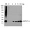 Hsp17.6 antibody, SPC-308B, StressMarq, Western Blot image 