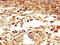 Eomesodermin antibody, CSB-PA007701LA01HU, Cusabio, Immunohistochemistry frozen image 