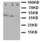 CD1a Molecule antibody, LS-C313015, Lifespan Biosciences, Western Blot image 
