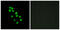 Iroquois Homeobox 2 antibody, GTX87634, GeneTex, Immunofluorescence image 
