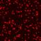 Glycoprotein V Platelet antibody, AF6990, R&D Systems, Immunofluorescence image 