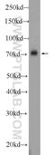 Amyloid Beta Precursor Like Protein 1 antibody, 12305-2-AP, Proteintech Group, Western Blot image 