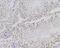 O-GlcNAcase antibody, NBP2-76848, Novus Biologicals, Immunohistochemistry paraffin image 