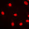 Myeloid Zinc Finger 1 antibody, LS-C353013, Lifespan Biosciences, Immunofluorescence image 