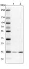 Q9H2H8-2 antibody, NBP2-13794, Novus Biologicals, Western Blot image 