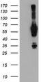 N-Myristoyltransferase 2 antibody, TA504199S, Origene, Western Blot image 