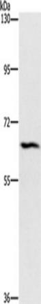 Ceramide Kinase Like antibody, TA351075, Origene, Western Blot image 