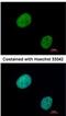 GLI Family Zinc Finger 3 antibody, NBP2-16665, Novus Biologicals, Immunocytochemistry image 
