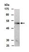 Lysine Demethylase 4B antibody, orb66991, Biorbyt, Western Blot image 