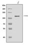 Toll Like Receptor Adaptor Molecule 1 antibody, A01872-1, Boster Biological Technology, Western Blot image 