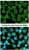 NFKB Inhibitor Interacting Ras Like 2 antibody, NBP1-31696, Novus Biologicals, Immunocytochemistry image 