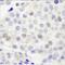 C8orf52 antibody, NB100-459, Novus Biologicals, Immunohistochemistry paraffin image 