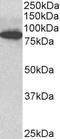 Outer Dense Fiber Of Sperm Tails 2 antibody, LS-C154818, Lifespan Biosciences, Western Blot image 