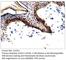 ELOVL Fatty Acid Elongase 1 antibody, ELOVL1-101AP, FabGennix, Immunohistochemistry frozen image 