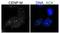 Centromere Protein M antibody, NBP1-54361, Novus Biologicals, Immunofluorescence image 