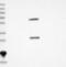 WD Repeat Domain 91 antibody, NBP1-83181, Novus Biologicals, Western Blot image 