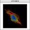 Charged multivesicular body protein 2b antibody, LS-C155299, Lifespan Biosciences, Immunofluorescence image 