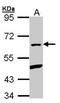 Pleiotropic Regulator 1 antibody, PA5-28418, Invitrogen Antibodies, Western Blot image 