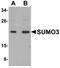 Small Ubiquitin Like Modifier 3 antibody, LS-B4650, Lifespan Biosciences, Western Blot image 