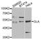 Galactosidase Alpha antibody, orb167113, Biorbyt, Western Blot image 