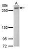 Pre-MRNA Processing Factor 8 antibody, GTX108046, GeneTex, Western Blot image 