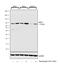 Heat Shock Protein Family A (Hsp70) Member 5 antibody, MA5-15619, Invitrogen Antibodies, Western Blot image 
