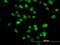 SIX Homeobox 4 antibody, H00051804-M09, Novus Biologicals, Immunofluorescence image 