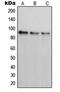 Serine/threonine-protein kinase PAK 7 antibody, MBS821353, MyBioSource, Western Blot image 