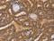 C-C Motif Chemokine Ligand 23 antibody, LS-C403030, Lifespan Biosciences, Immunohistochemistry paraffin image 