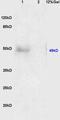 Ring Finger Protein 10 antibody, orb1783, Biorbyt, Western Blot image 