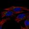 Ectonucleoside Triphosphate Diphosphohydrolase 6 antibody, HPA015491, Atlas Antibodies, Immunocytochemistry image 
