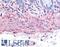 Substance-K receptor antibody, LS-A4320, Lifespan Biosciences, Immunohistochemistry frozen image 
