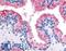 Wnt Family Member 8A antibody, LS-A8746, Lifespan Biosciences, Immunohistochemistry frozen image 