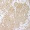 Cbl Proto-Oncogene B antibody, NBP1-49919, Novus Biologicals, Immunohistochemistry frozen image 