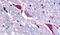 Tachykinin Receptor 3 antibody, PA5-34249, Invitrogen Antibodies, Immunohistochemistry frozen image 