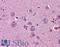 Netrin G2 antibody, LS-B4540, Lifespan Biosciences, Immunohistochemistry paraffin image 