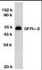 GDNF Family Receptor Alpha 2 antibody, MBS395934, MyBioSource, Western Blot image 