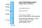 Claudin 18 antibody, A09129, Boster Biological Technology, Western Blot image 