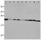 Peroxiredoxin 1 antibody, orb107577, Biorbyt, Western Blot image 