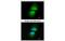 Cytochrome P450 Family 4 Subfamily A Member 11 antibody, MBS837238, MyBioSource, Immunofluorescence image 