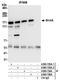 SIN3 Transcription Regulator Family Member A antibody, A300-725A, Bethyl Labs, Immunoprecipitation image 