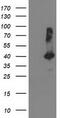 TBC1 Domain Family Member 21 antibody, CF503764, Origene, Western Blot image 