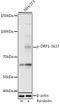 Dynamin 1 Like antibody, GTX03497, GeneTex, Western Blot image 