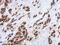 Translational Activator Of Cytochrome C Oxidase I antibody, NBP2-15749, Novus Biologicals, Immunohistochemistry frozen image 