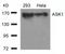 Mitogen-Activated Protein Kinase Kinase Kinase 5 antibody, A00929-2, Boster Biological Technology, Western Blot image 